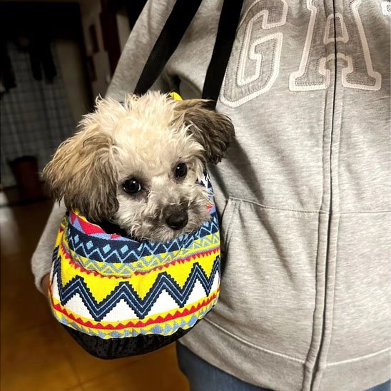 sac de transport chien 
