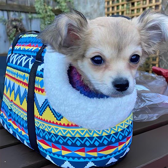 sac de transport chien 
